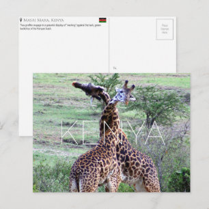 Girafes dans le Masai Mara, Kenya Carte postale de