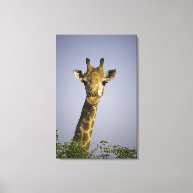 (giraffa camelopardalis), looking at camera, in canvas print (Front)