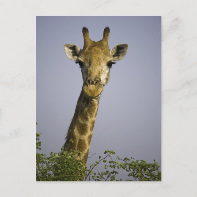 (giraffa camelopardalis), looking at camera, in postcard (Front)
