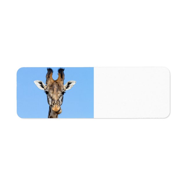 Giraffe (Front)