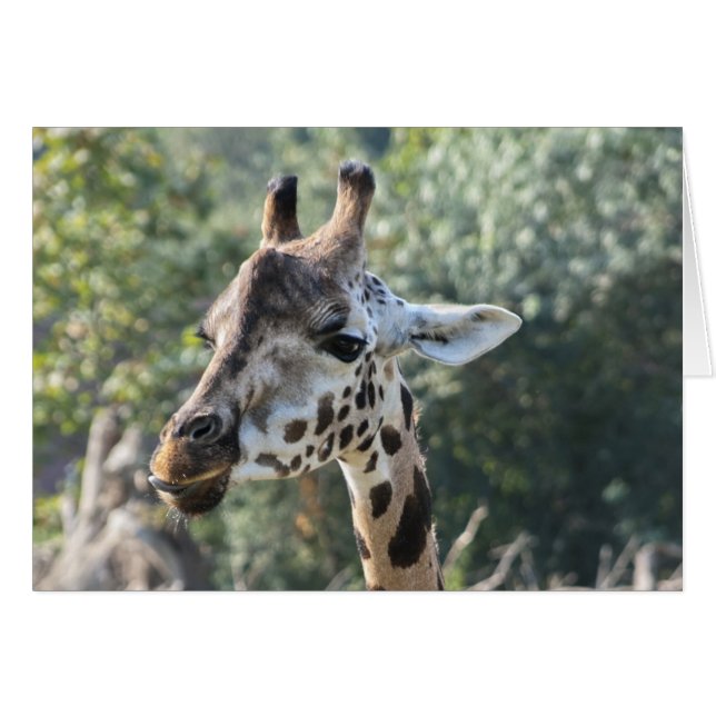 Giraffe (Front Horizontal)