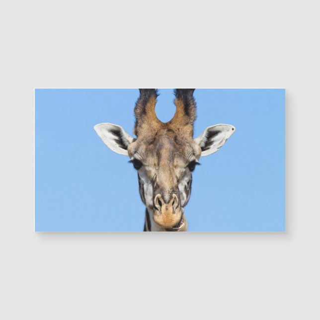 Giraffe (Front)