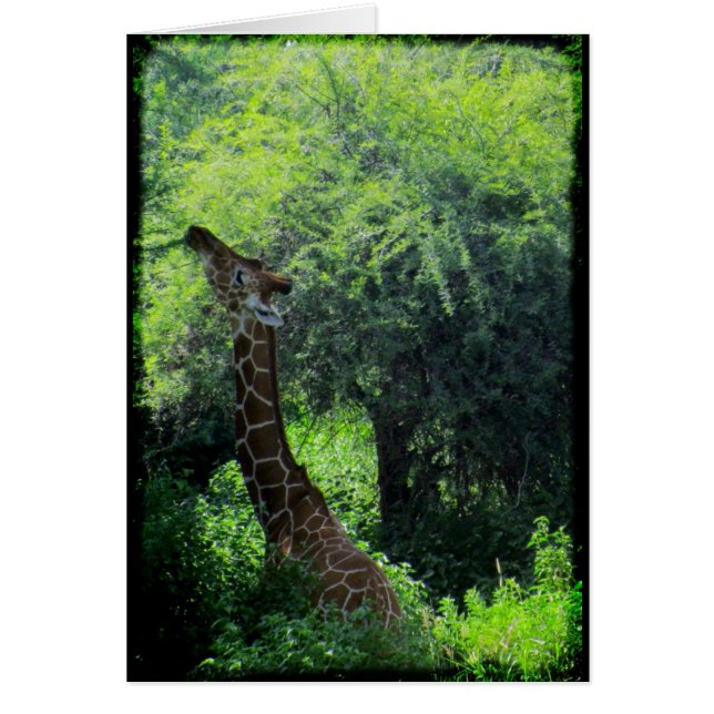 Giraffe (Devant)