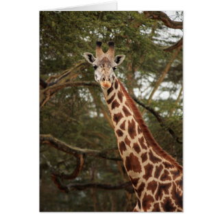 Giraffe