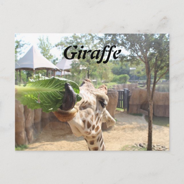 Giraffe # 12 postcard (Front)