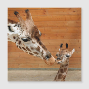 Giraffe_20151101_by_JAMFoto