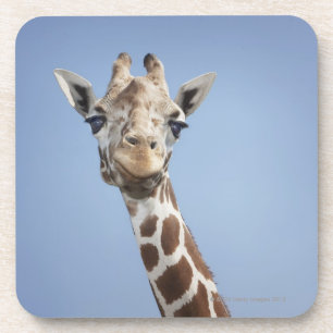 Giraffe 2 coaster