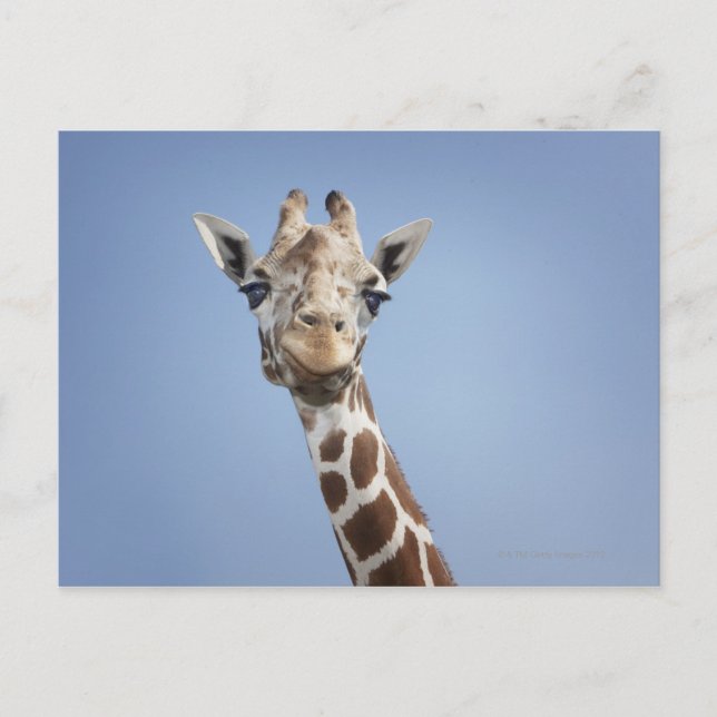 Giraffe 2 postcard (Front)
