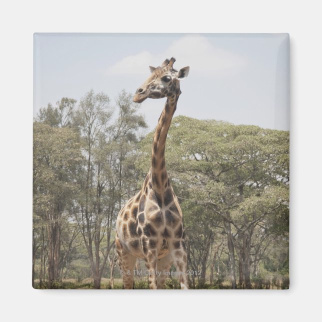 Giraffe 5 magnet (Front)