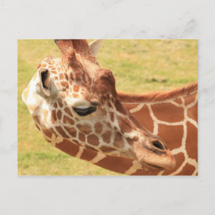 Giraffe #6 postcard