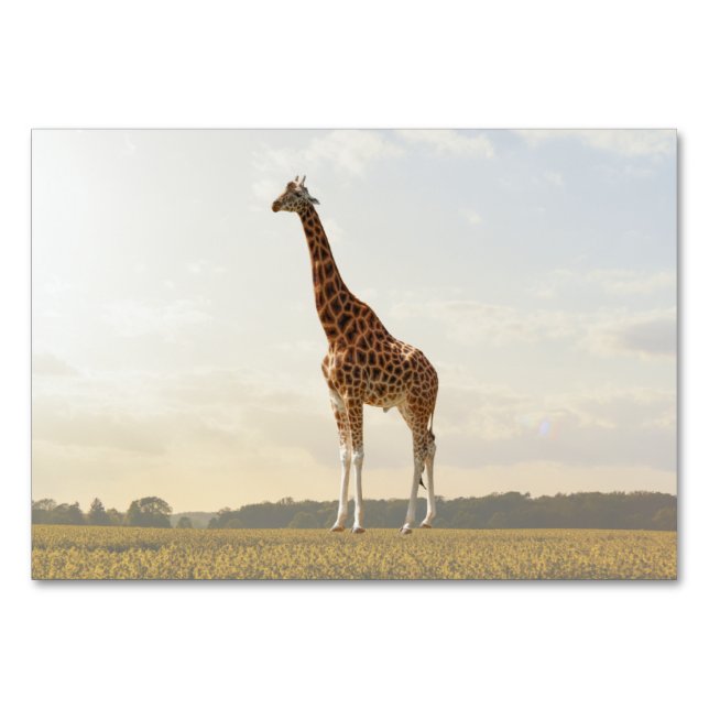 Giraffe ABA Tact Label Flashcard | Carte photo (Devant)