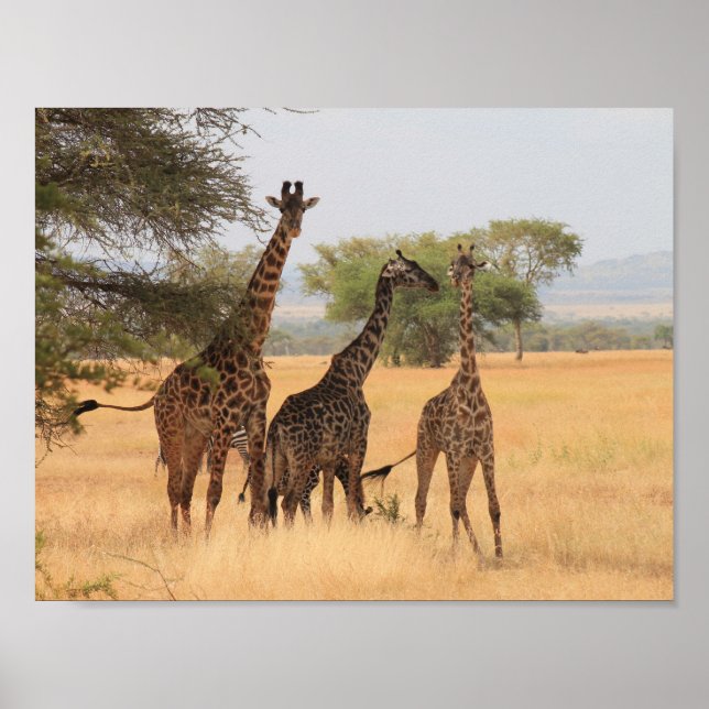 Giraffe Africa Animal Pattern Destiny's Destiny Poster (Front)