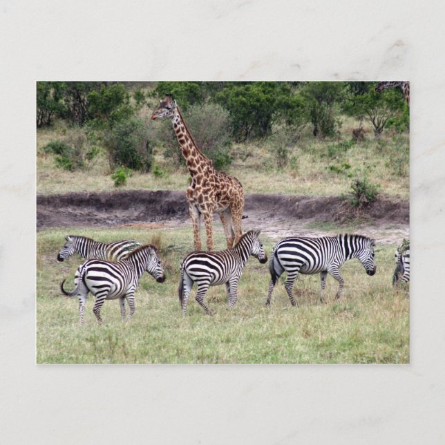 giraffe and zebras postcard (Front)