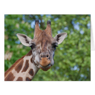 Giraffe attentive