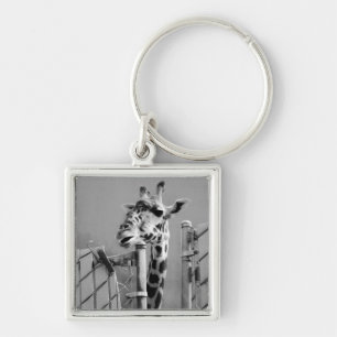 Giraffe behind Fence Black & White Photograph Keychain