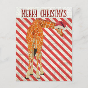Giraffe Candy Cane Postcard