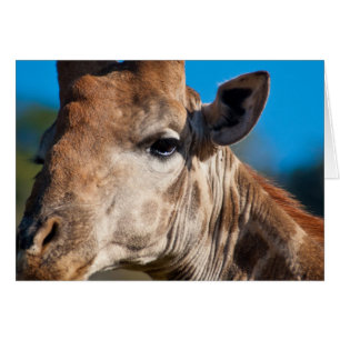 Giraffe Card