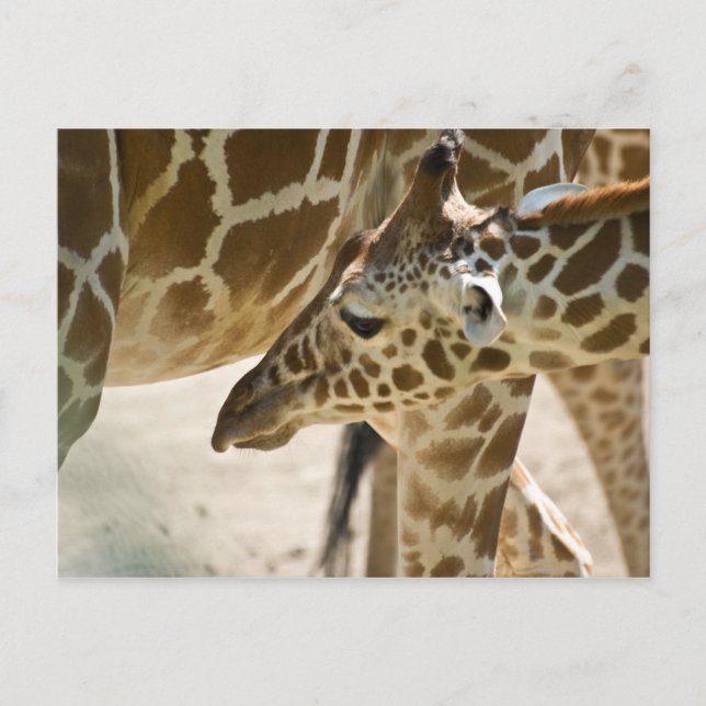 Giraffe ・ Carte postale (Devant)