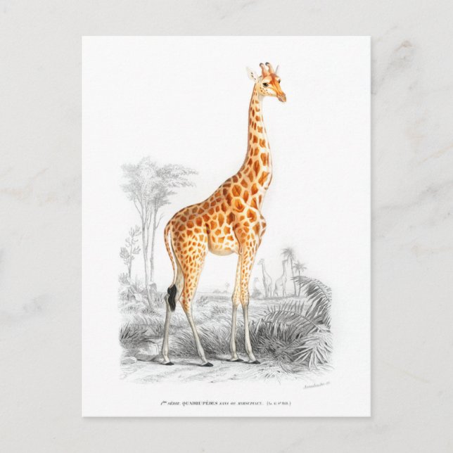 Giraffe - Charles Dessalines dOrbigny vintage art Postcard (Front)