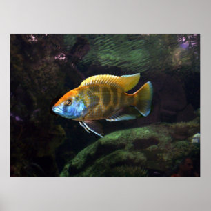 Giraffe  Cichlid Poster
