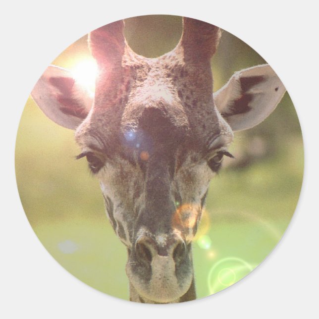 giraffe classic round sticker (Front)