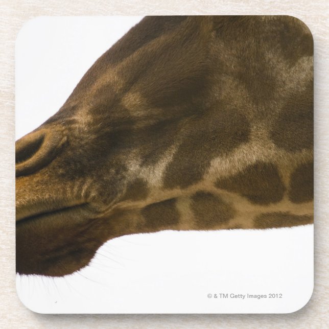Giraffe,close up coaster (Front)
