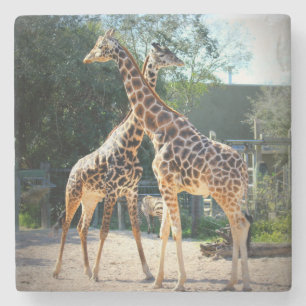 giraffe coaster