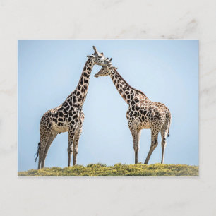 Giraffe Couple Portrait Against a Blue Sky Postcard