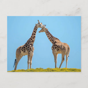 Giraffe Couple Portrait Postcard