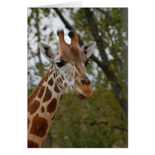 Giraffe dans l'habitat naturel