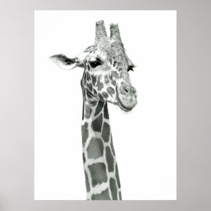 Giraffe Drawing Poster