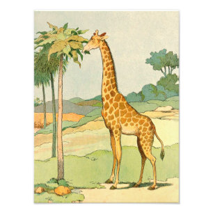 Giraffe Eating Acacia Leaves Illustrated Photo Print