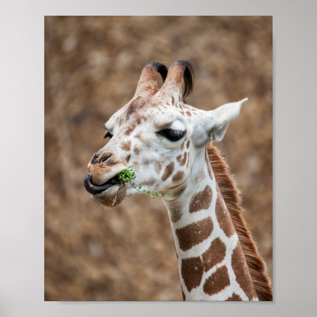 Giraffe Eating Grass Poster (Front)
