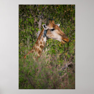 Giraffe Eating Leaves Poster