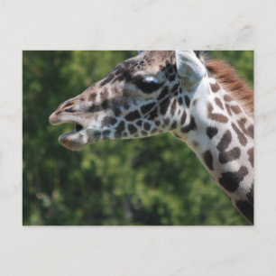 Giraffe Eating Postcard