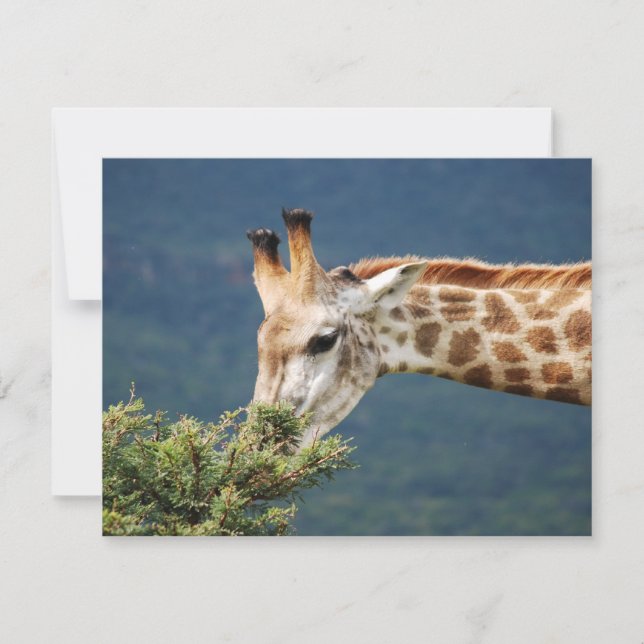 Giraffe eating some leaves (Front)
