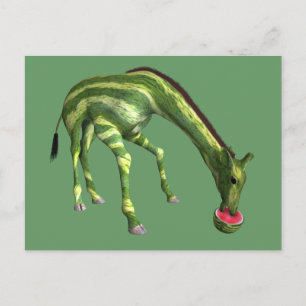 Giraffe Eating Watermelon Postcard