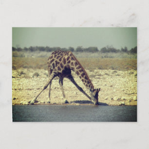 giraffe etosha  postcard