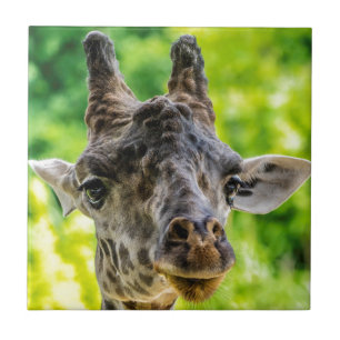 Giraffe Eyelashes Tile