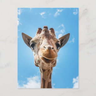 Giraffe Face Close-up Photo Postcard