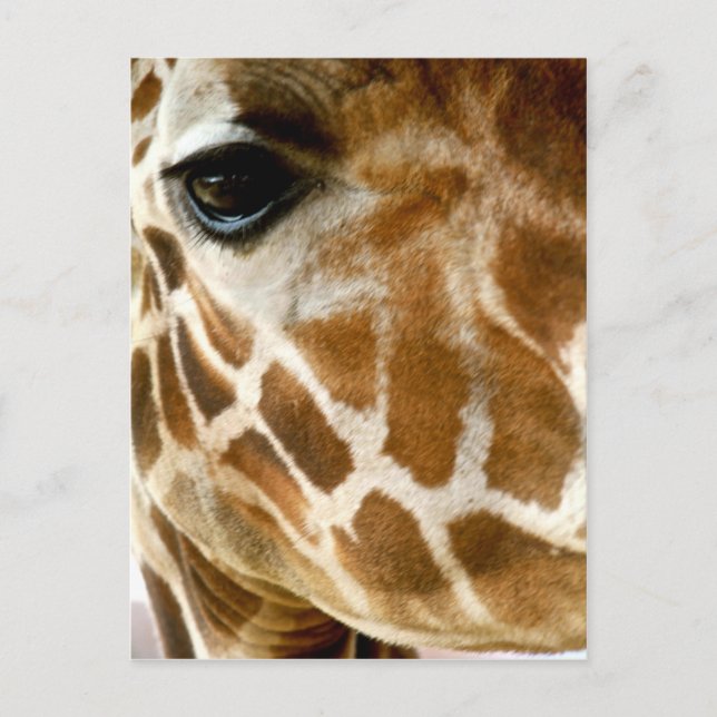 Giraffe Face Closeup | Wild Animals Nature Photo Postcard (Front)