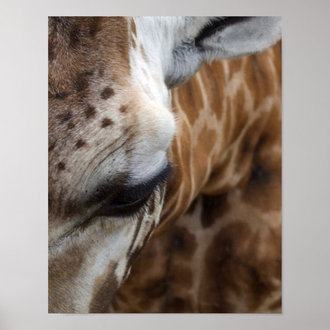 Giraffe Face Poster (Front)