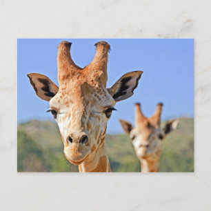 Giraffe Faces Close Up Postcard