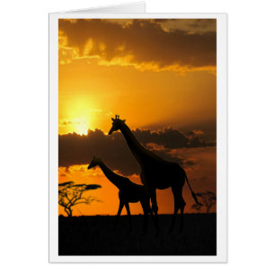 Giraffe Family 2