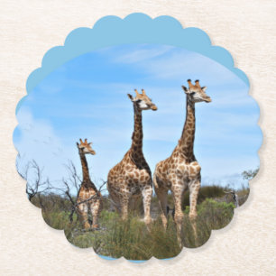 Giraffe Family On Grassy Hilltop Paper Coaster