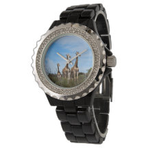 Giraffe Family On Grassy Hilltop