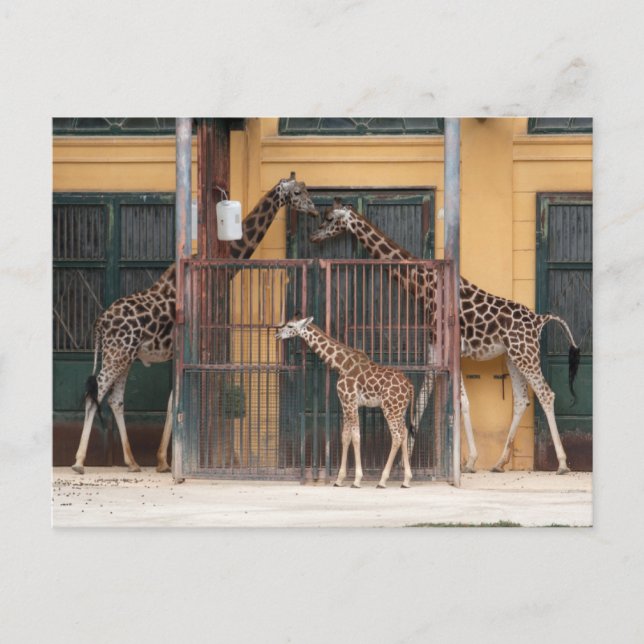 Giraffe Family Postcard (Front)