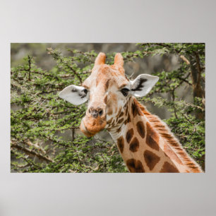 Giraffe feeding on Acacia branches Poster