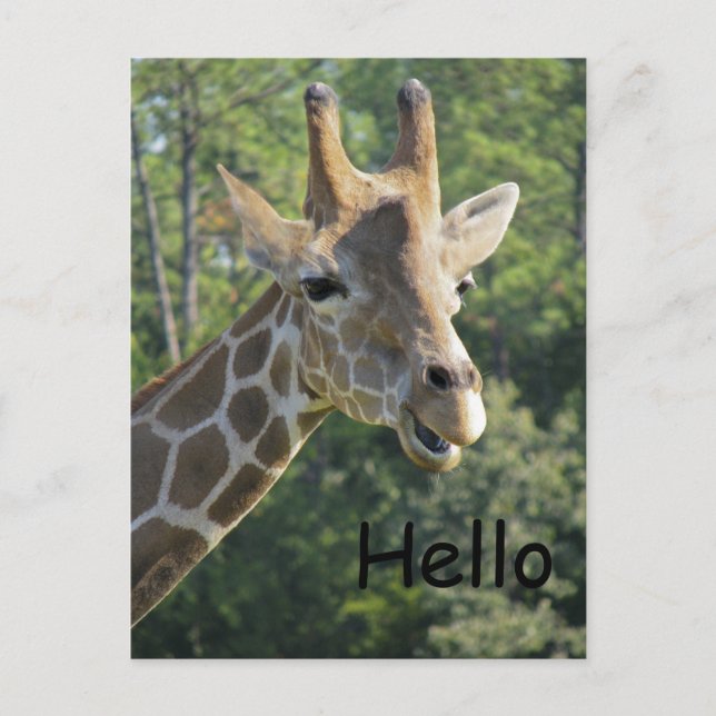 Giraffe Friendly Hello Postcard (Front)