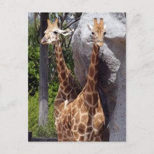 Giraffe Friends Postcard